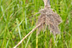 River bulrush